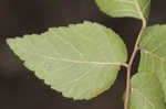 Planertree <BR>Water elm